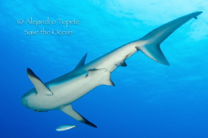Back side of Shark, Half Moon Caye Belize by Alejandro Topete 